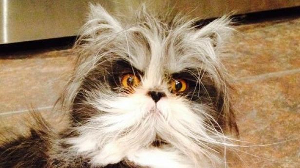 Eine langhaarige Katze mit bernsteinfarbenen Augen liegt auf dem Boden.