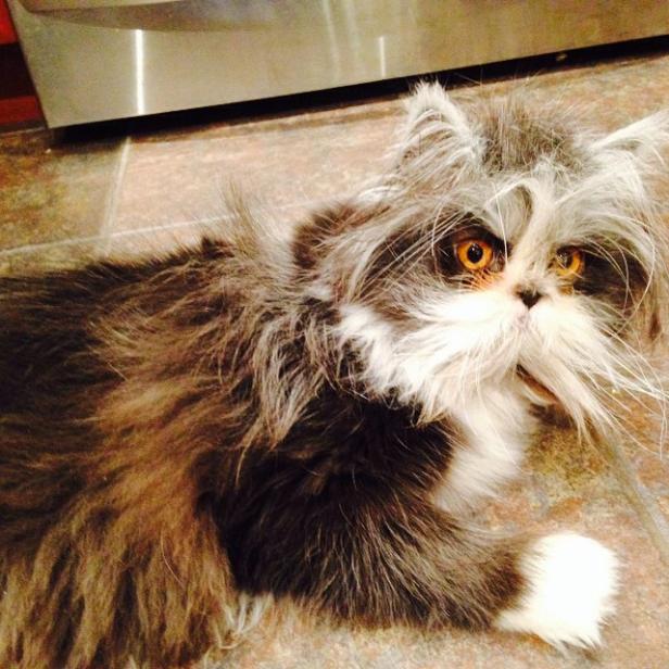 Eine langhaarige Katze mit bernsteinfarbenen Augen liegt auf dem Boden.