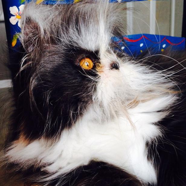 Nahaufnahme einer schwarz-weißen Katze mit bernsteinfarbenen Augen, die nach oben schaut.