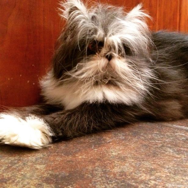 Eine langhaarige Katze mit weißem Fell um den Hals liegt auf dem Boden.