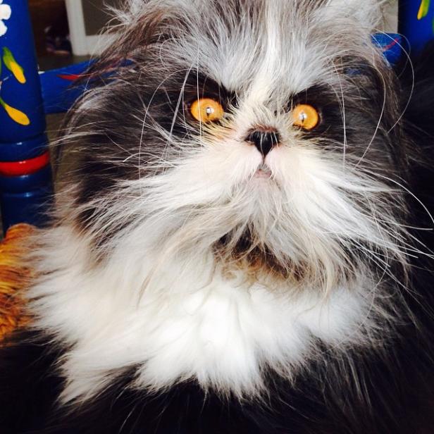 Eine langhaarige Katze mit großen, bernsteinfarbenen Augen blickt in die Kamera.