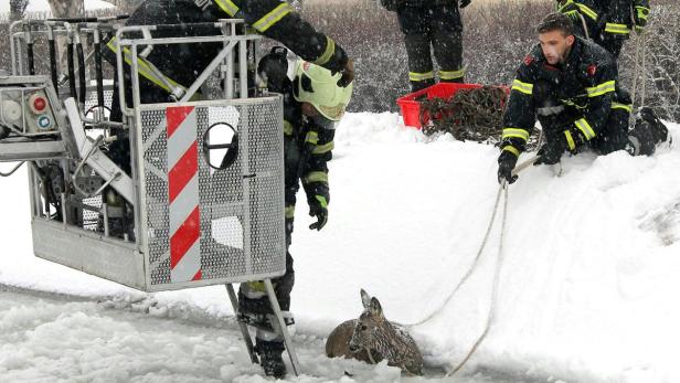 NIEDERÖSTERREICH: REH AUS EISIGEM KEHRBACH IN WIEN Feuerwehr rettet Reh aus eisigem Kehrbach