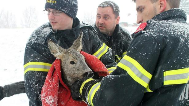 NIEDERÖSTERREICH: REH AUS EISIGEM KEHRBACH IN WIEN Feuerwehr rettet Reh aus eisigem Kehrbach
