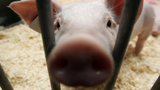 Ein junges Schwein steht hinter einem Gitter.