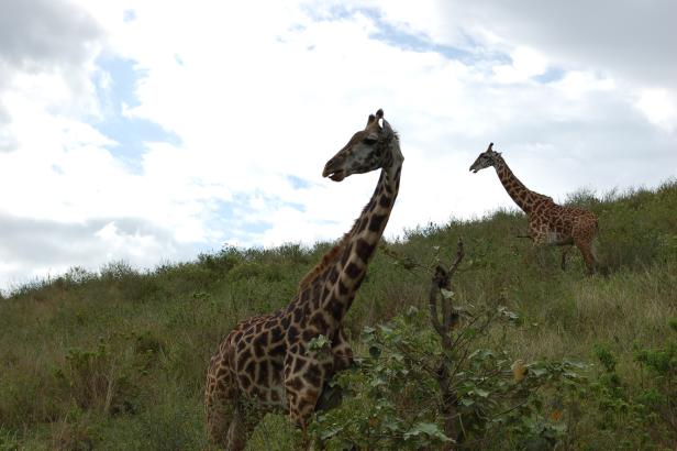 In Tansania Afrikas Wildnis mit Komfort erleben