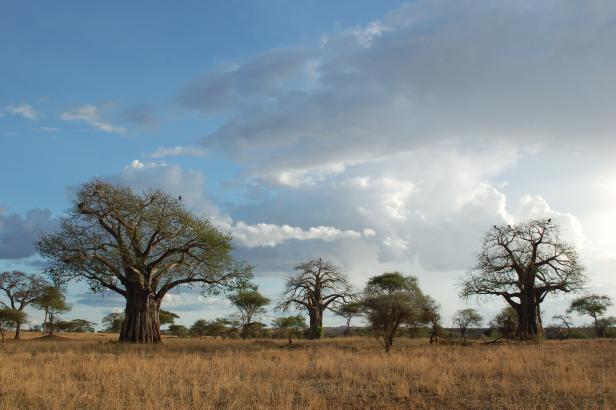 In Tansania Afrikas Wildnis mit Komfort erleben