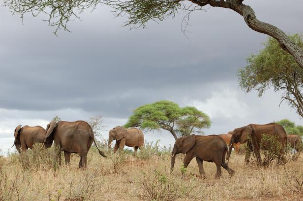 In Tansania Afrikas Wildnis mit Komfort erleben