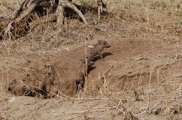 In Tansania Afrikas Wildnis mit Komfort erleben