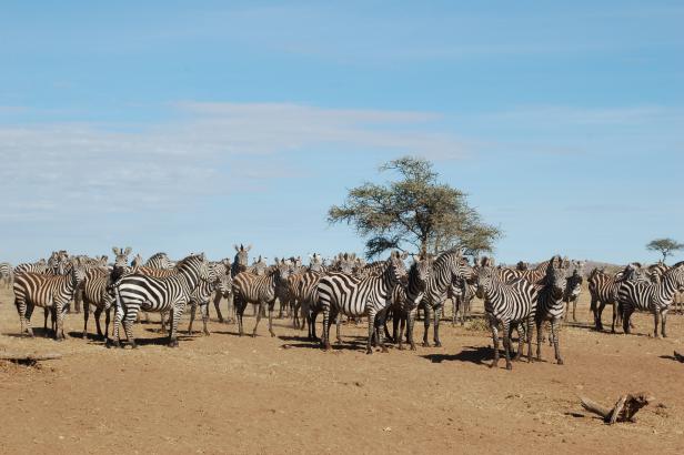 In Tansania Afrikas Wildnis mit Komfort erleben