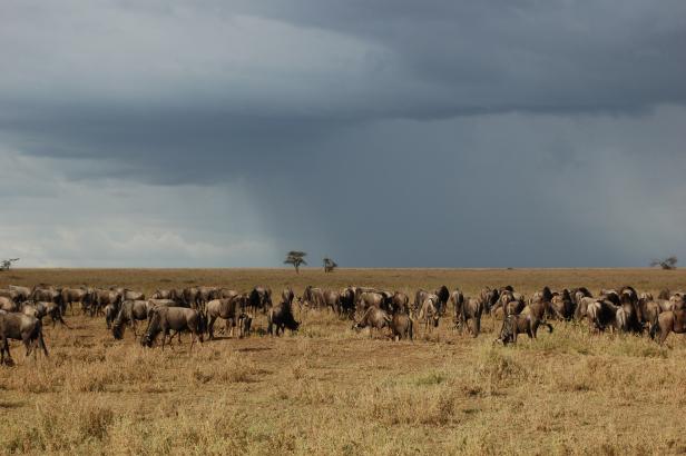 In Tansania Afrikas Wildnis mit Komfort erleben