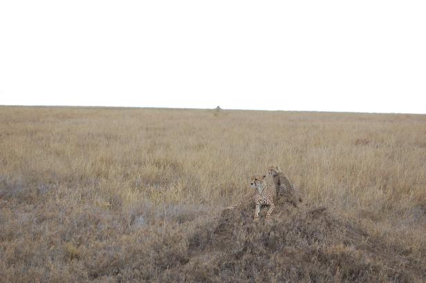 In Tansania Afrikas Wildnis mit Komfort erleben