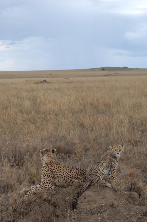 In Tansania Afrikas Wildnis mit Komfort erleben