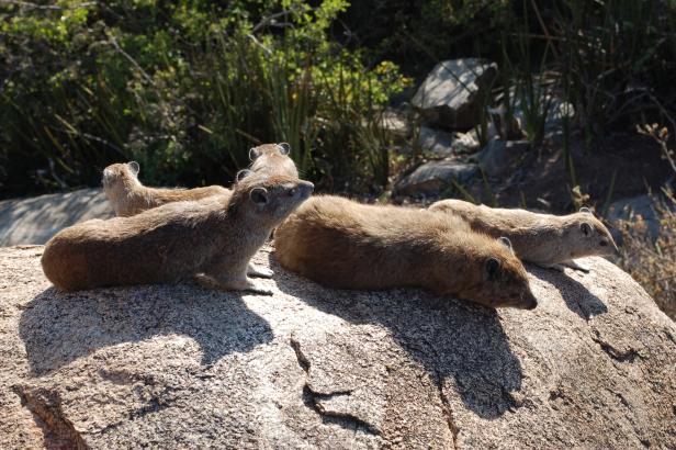 In Tansania Afrikas Wildnis mit Komfort erleben