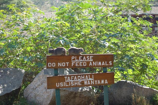 In Tansania Afrikas Wildnis mit Komfort erleben