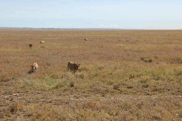 In Tansania Afrikas Wildnis mit Komfort erleben