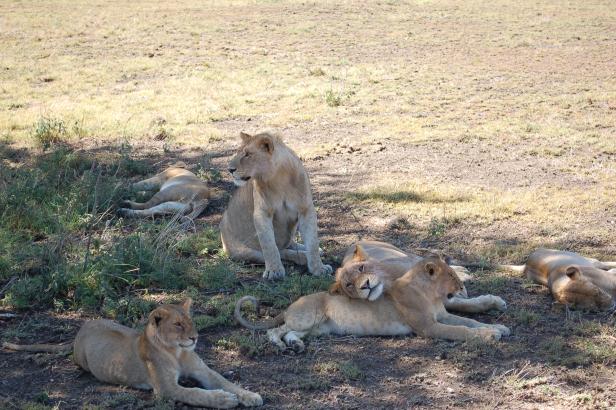 In Tansania Afrikas Wildnis mit Komfort erleben