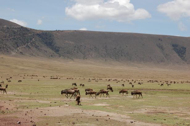 In Tansania Afrikas Wildnis mit Komfort erleben