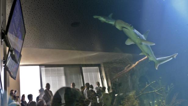 Hammerhaie schwimmen in einem Aquarium vor einer Besuchergruppe.