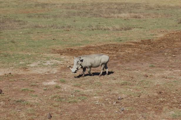 In Tansania Afrikas Wildnis mit Komfort erleben