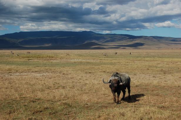 In Tansania Afrikas Wildnis mit Komfort erleben