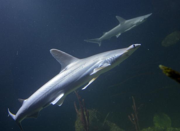 Zwei Haie schwimmen im dunklen Wasser.