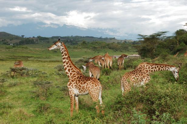 In Tansania Afrikas Wildnis mit Komfort erleben