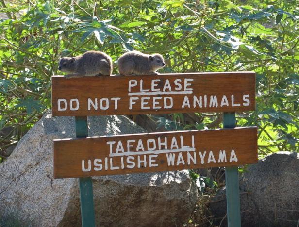 In Tansania Afrikas Wildnis mit Komfort erleben