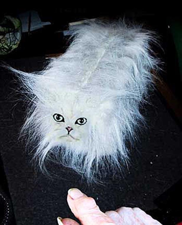 Eine weiße, langhaarige Katze liegt auf einer dunklen Oberfläche.