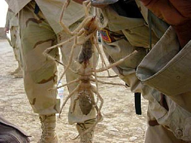 Ein Soldat hält eine große Walzenspinne in der Hand.