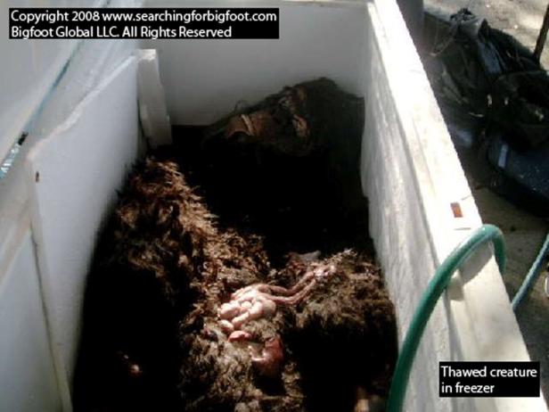 Eine aufgetaute Kreatur liegt in einem Gefrierschrank.