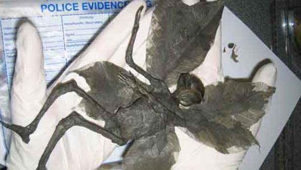 Ein mumifizierter Fledermaus-ähnlicher Organismus wird in einem Laborhandschuh gehalten.