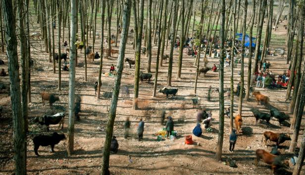 Auf einem Markt im Wald verkaufen Menschen Waren und Tiere.