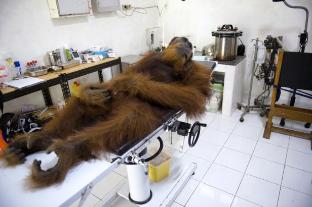 Ein Orang-Utan liegt auf einem Behandlungstisch in einem medizinischen Raum.