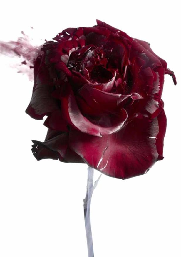 Eine einzelne, dunkelrote Rose vor einem weißen Hintergrund.