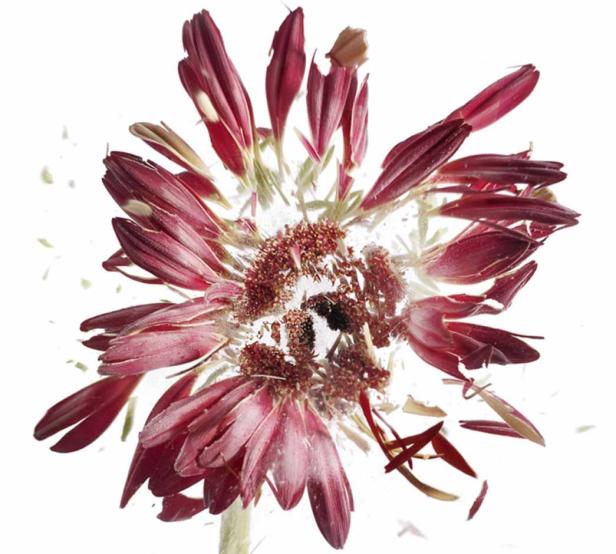 Eine verwelkende, rote Gerbera vor einem weißen Hintergrund.