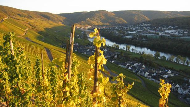 Blick über einen Weinberg auf eine Stadt an einem Fluss, umgeben von Hügeln.