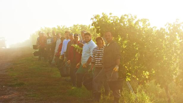 Eine Gruppe von Erntehelfern steht in einem Weinberg im goldenen Morgenlicht.