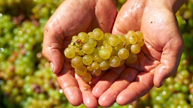 Ein Mann hält eine Handvoll grüner Weintrauben.