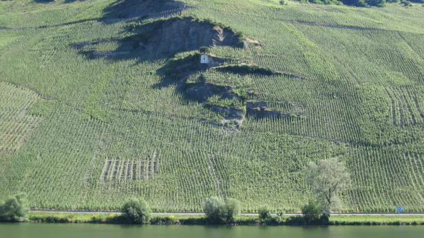 Ein Weinberg an einem steilen Hang mit einem kleinen Häuschen.
