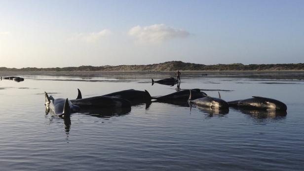 Mehrere gestrandete Wale liegen im flachen Wasser vor einer Dünenlandschaft.