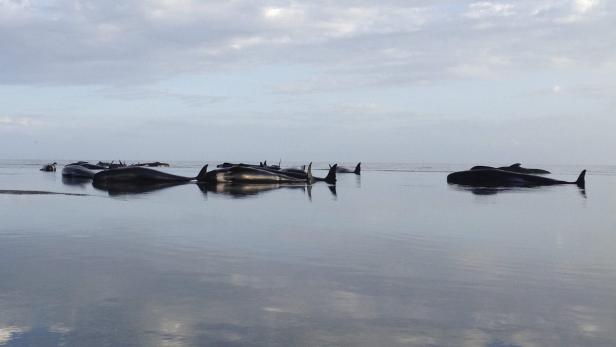 Eine Gruppe von gestrandeten Walen liegt im flachen Wasser am Ufer.