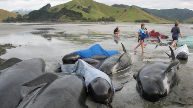 Gestrandete Wale liegen am Strand, einige mit Tüchern bedeckt, während Menschen sich um sie kümmern.