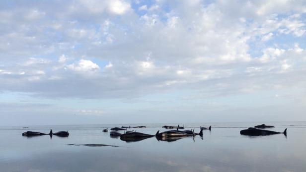 Eine Gruppe von gestrandeten Walen liegt im flachen Wasser unter einem bewölkten Himmel.