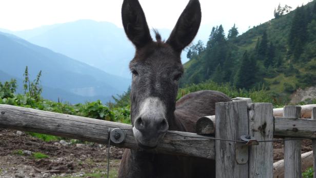 Ein Esel steht an einem Holzzaun vor einer Berglandschaft.