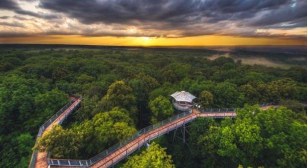 Blick von oben auf einen Baumwipfelpfad, der sich durch einen dichten Wald schlängelt.