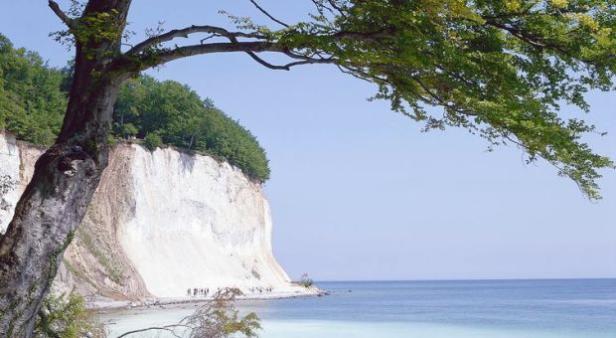 Die Kreidefelsen von Rügen mit einem Baum im Vordergrund.