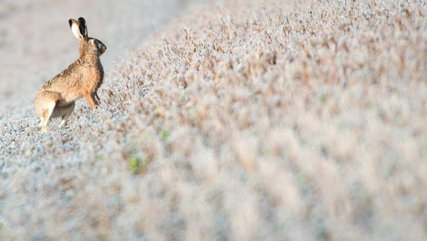 Ein Hase steht auf einem Feld mit trockenem Gras.