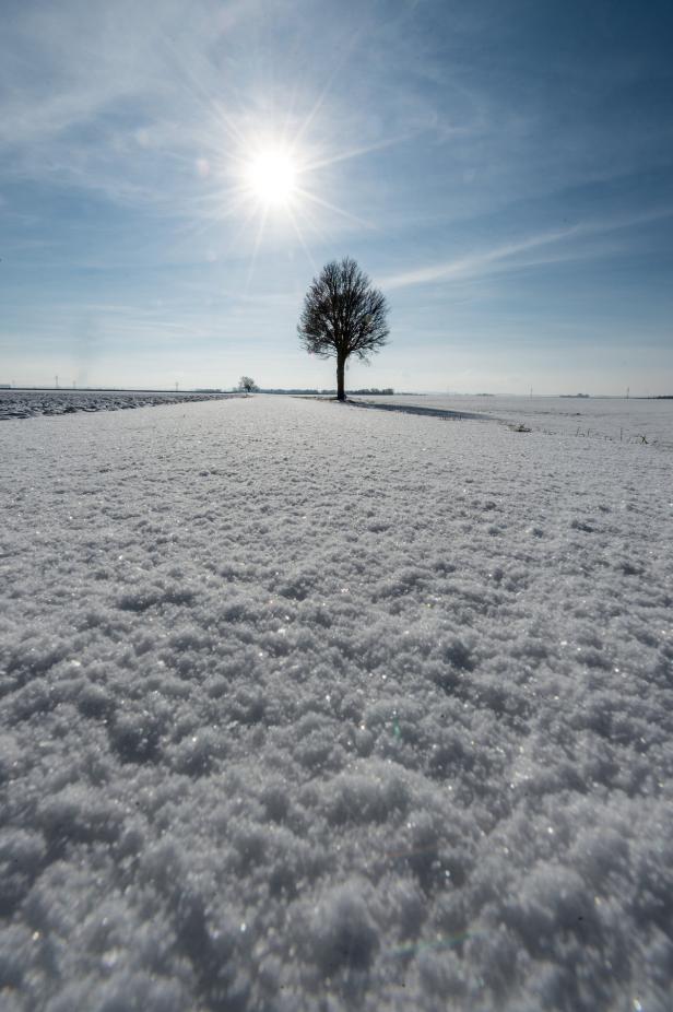 Ein einzelner Baum steht auf einem schneebedeckten Feld unter strahlender Sonne.