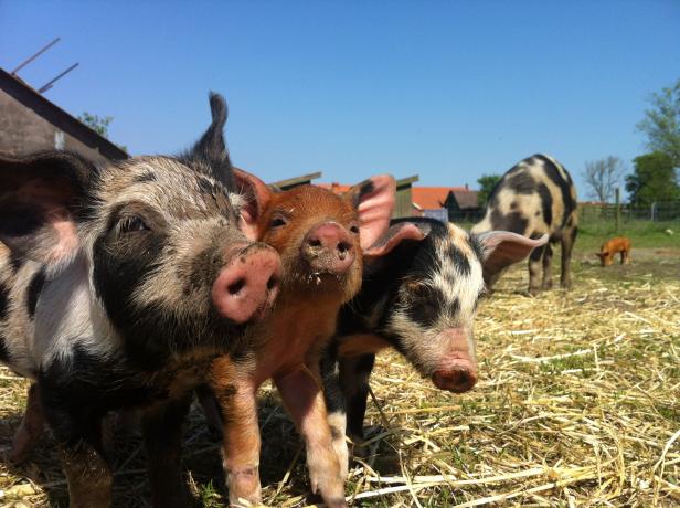 Zu Besuch bei Schwedens Bio-Pionier