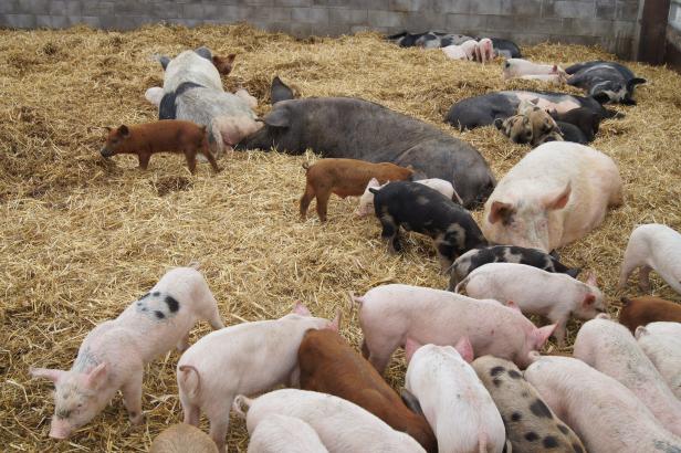 Zu Besuch bei Schwedens Bio-Pionier